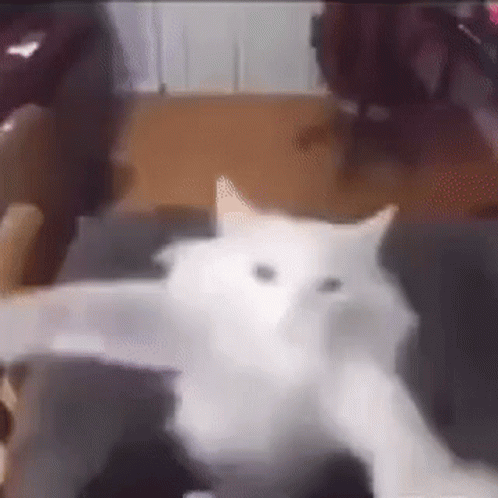 Cat dancing